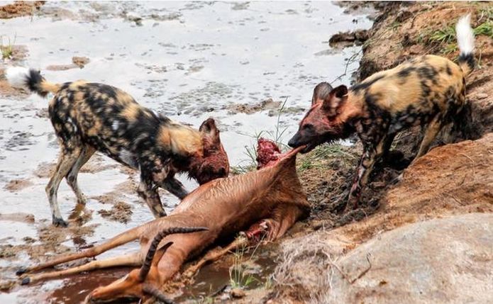 一群野狗用看家本领"掏肛"将猎物杀死,接下来它们竟只挑这些吃