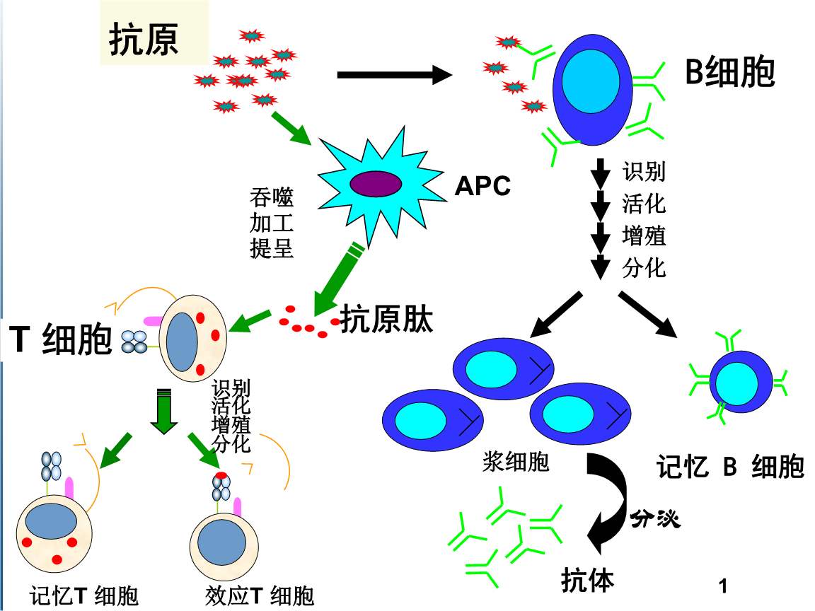 乙肝抗病毒,是否启动核苷类似物,主要观察免疫应答情况