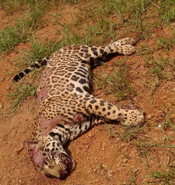 美洲豹直接被汽车撞飞都没死,汽车都已经报废了,它生命太顽强了