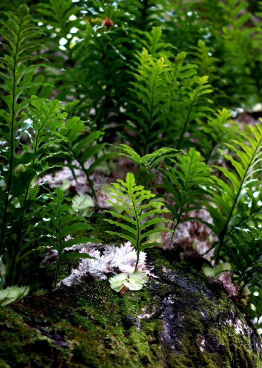 槲蕨生长奇特倩丽高雅如何栽培养护