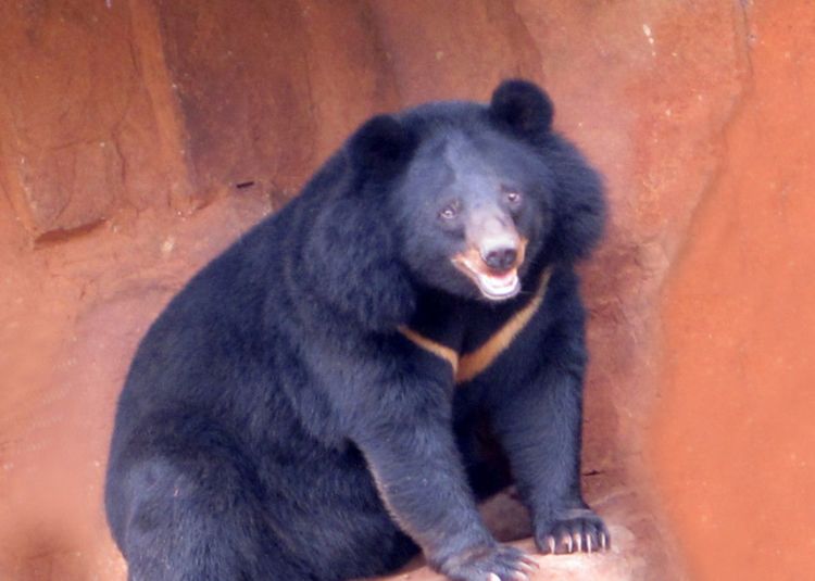 黑熊的头部又宽又圆,顶着两只圆圆的大耳朵,形状颇似米老鼠
