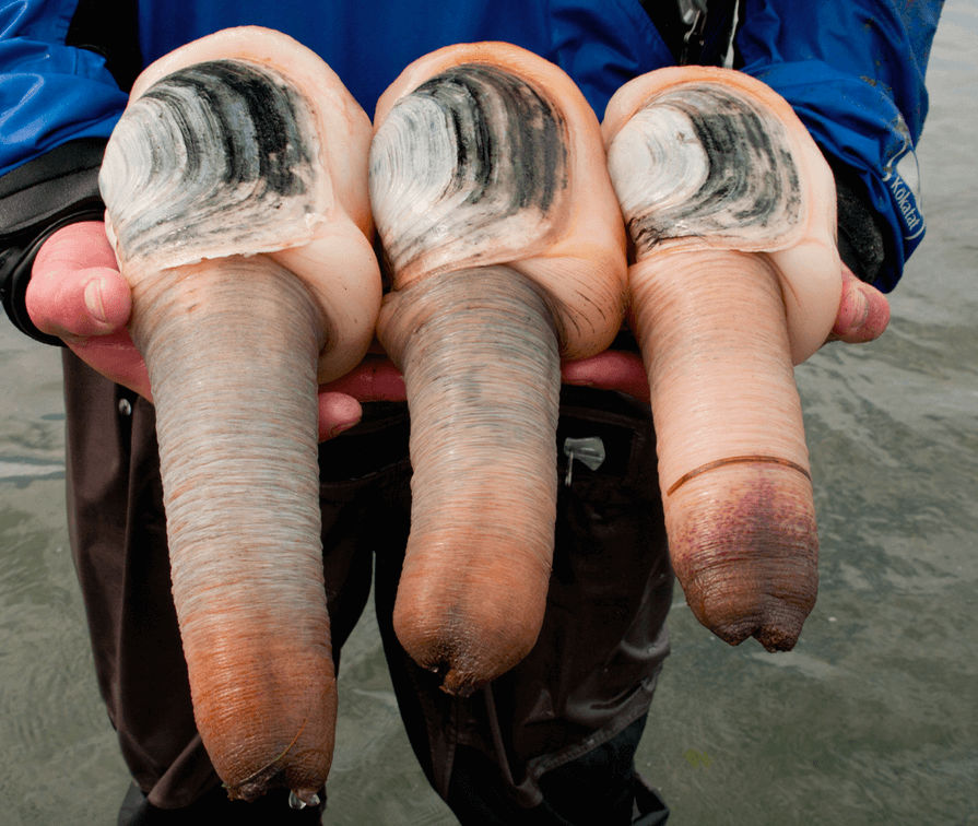 大多数朋友喜欢吃的海鲜因外形像大象的鼻子而受到追捧