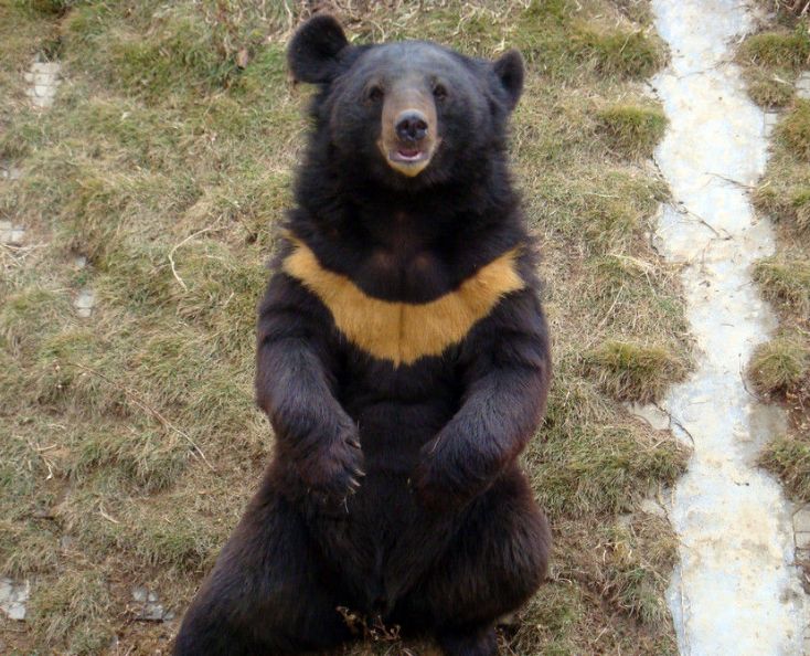 黑熊的头骨略呈长圆形,与棕熊相比,前短后长.