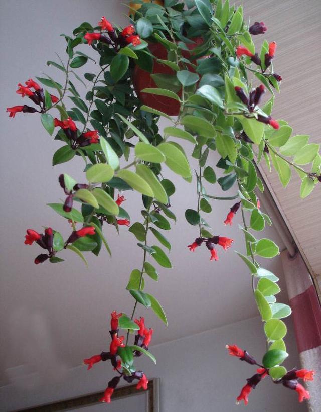 一种吊兰最喜欢开花满盆小红花看着真喜庆配上绿叶别有风趣