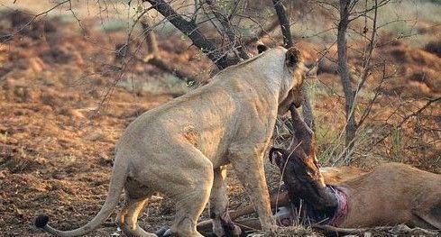 母狮怀孕图片
