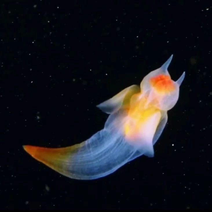 因为透明的两翼被人叫做“海天使”这个海洋生物真是美丽的梦幻|海洋生物|两翼|梦幻_新浪新闻