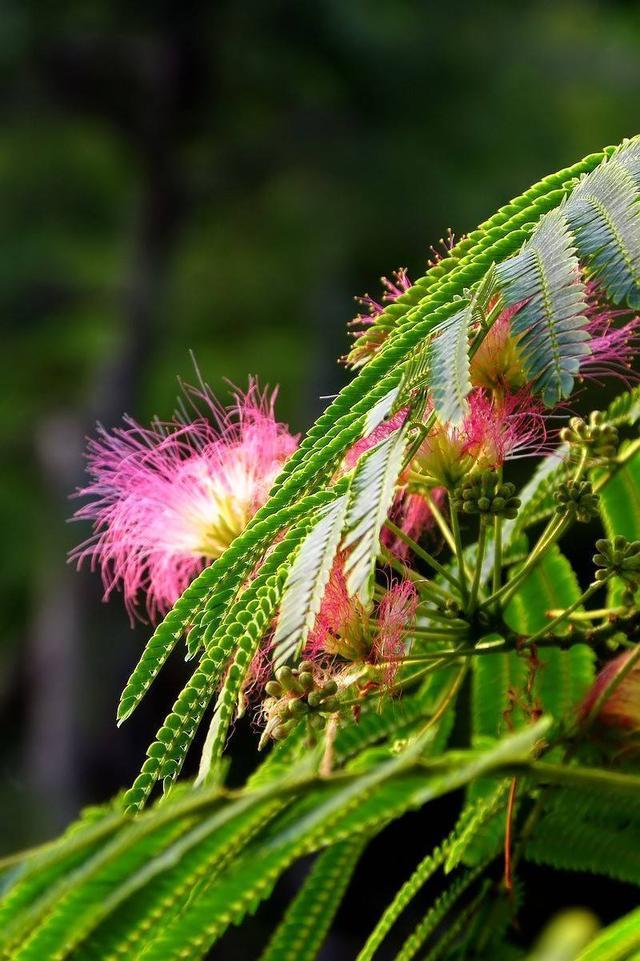家养成盆景,花匠的技巧真不错,天天能闻花香|花匠|植株|合欢_新浪新闻