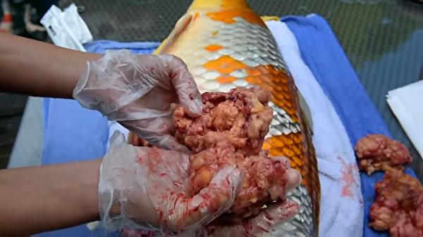 大开眼界 鲤鱼竟然也能得肿瘤最不可思议的是它接受"开刀"手术