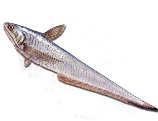 凤尾鱼,香煎最和味,凤尾鱼又称马鲚鱼,其尾部分叉形状像凤凰的尾巴,短