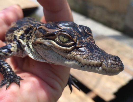 牙签鸟常跑到鳄鱼嘴里,鳄鱼为何不吞下它?动物之间也讲合作