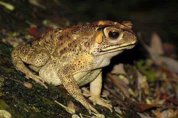 宋朝一医生买了一只大白蛤蟆第二天离开了家再也没回来