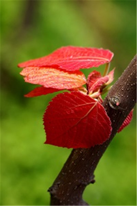 盆栽花卉俏黄栌的养护方法