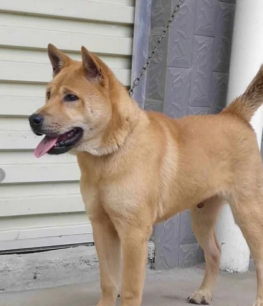 城市宠主敢说话,农村土狗不栓绳,凭啥城里宠物要栓绳