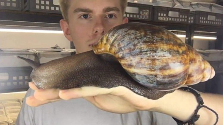 非洲人的一种特殊食物,一年被人吃1500万斤,国人难以理解|蜗牛|食物