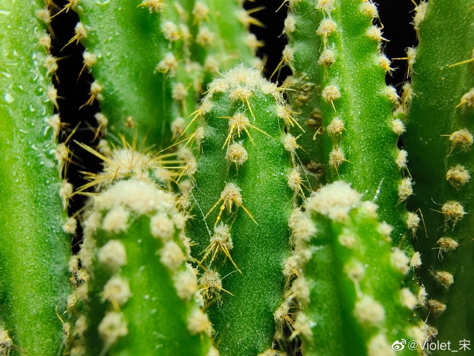 真奇怪!别人家的865手机都在宣传UFS3.0,而iQOO却在晒拍照!