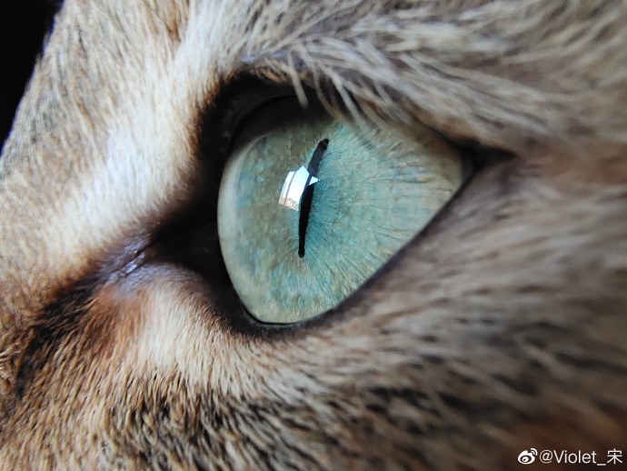 真奇怪!别人家的865手机都在宣传UFS3.0,而iQOO却在晒拍照!