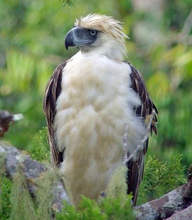 外国男子从林探险,发现食猿雕捕食画面,急忙用相机拍下