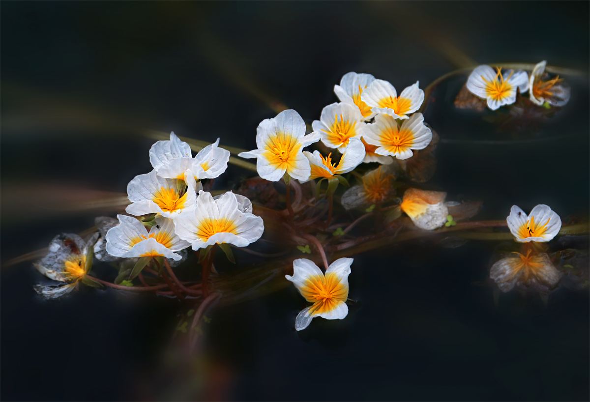 可以检测水质号称水性杨花的奇幻花朵