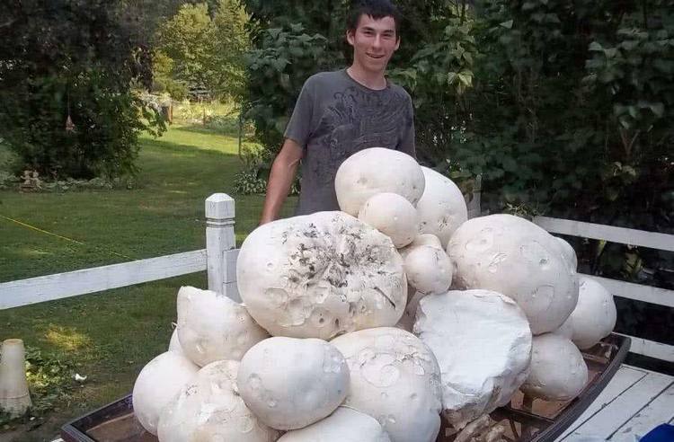 世界上最大的蘑菇相当于1665个足球场重量超过100吨