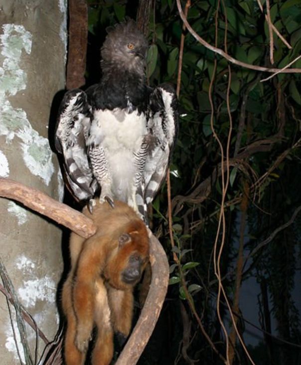 外国男子从林探险,发现食猿雕捕食画面,急忙用相机拍下