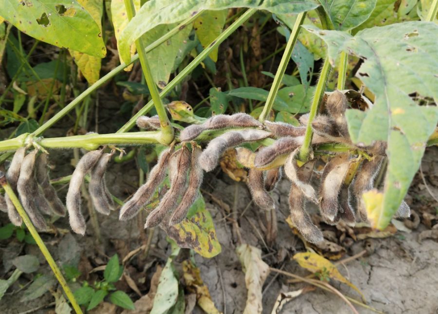 种植大豆,为何会出现空荚?如何才能种出高产优质的大豆?