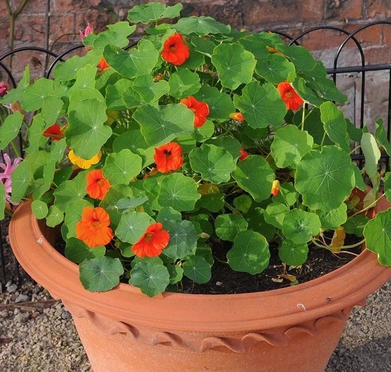 土壤贫瘠才能花开灿烂的旱金莲肥力过多就只长叶子不开花