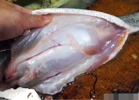 鱼肚子里有一种宝贝杀鱼的老板都会藏起来谁知道是啥