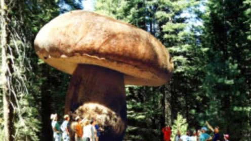世界上最大的蘑菇相当于1665个足球场重量超过100吨