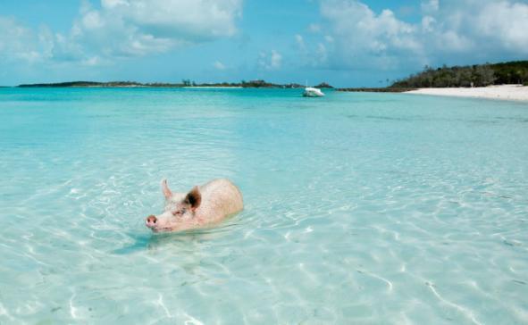 猪在进化的途中又分为了三个种群,分别是猪兽亚科,猪亚科和镰齿猪亚科