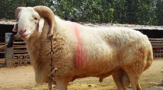 哪些绵羊适合圈养?您那儿现在主要圈养哪些品种的绵羊?