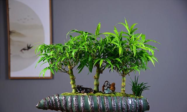 宁可食无肉,不可居无竹,这些竹子做盆景真的很美