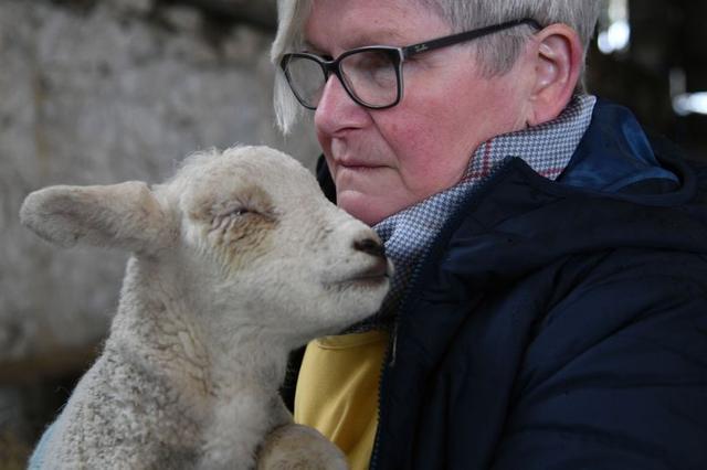 还试图将其淹死|阿克斯|威尔士|羊羔_新浪新闻