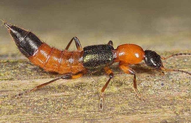 这种虫子体内含有强腐蚀性液体,有毒但不致命,别轻易拍它