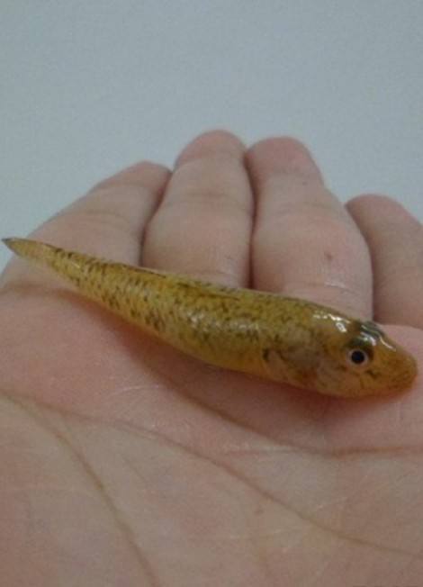 乡下水塘有一种小鱼叫做爬地虎过去没人要现在成了稀罕物