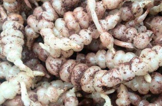 草石蚕儿时看着害怕长大后才知道是宝贝根茎腌着吃味道好