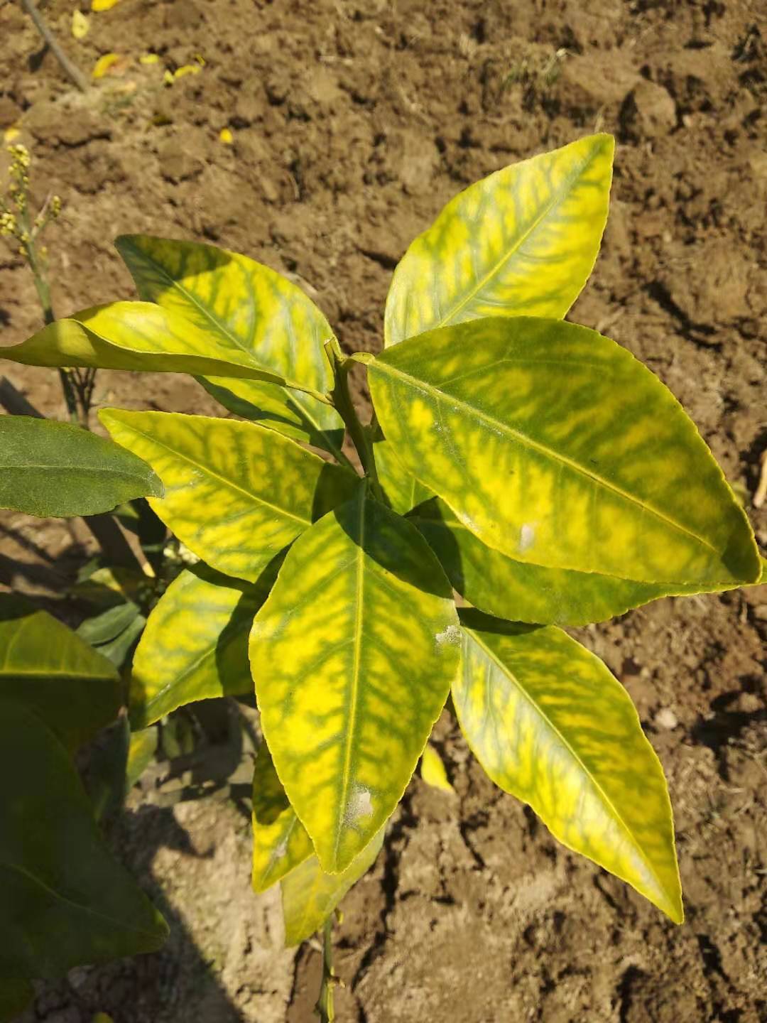 果农在水田种植柑橘树问题多,黄化经常见,如何补救?