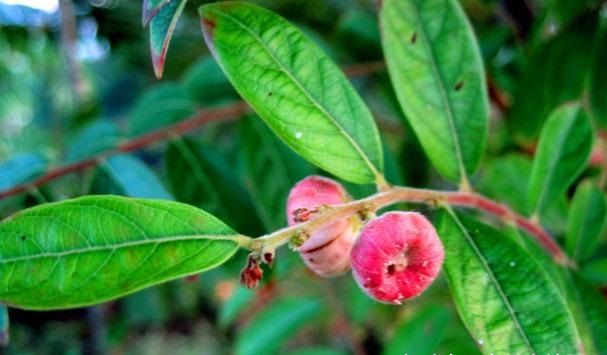 农村一种野果,既好看又能美容,算盘子85元一斤