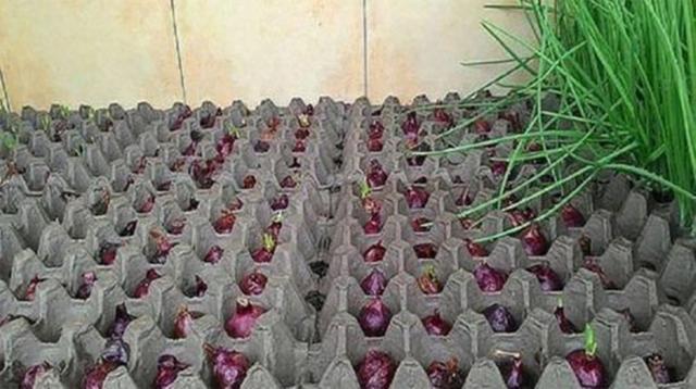 剩一摞鸡蛋托盘,扔掉可惜老妈拿地里种菜,一茬接一茬邻居直眼红