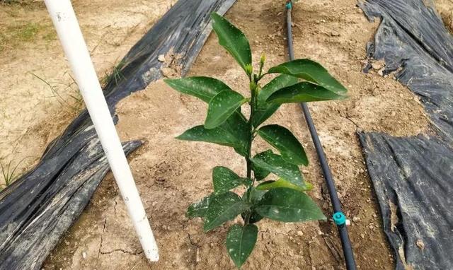 能力,促使根系吸收充足的水分和养分,而后多放壮梢,以加快树冠形成