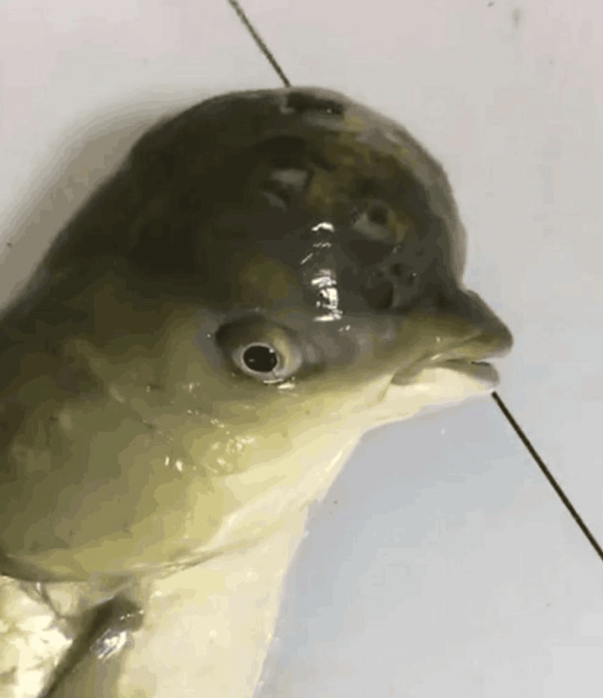 男子河里钓出鸟头鱼,专家的话,使他不淡定啦