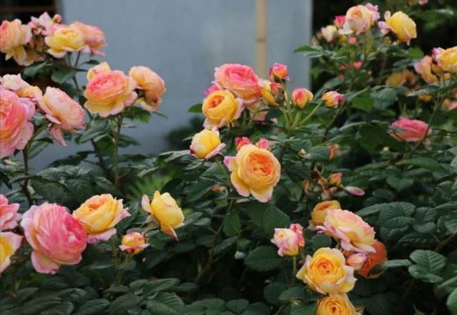 月季、三角梅開花量大，給它用上5種“有機(jī)肥”，開花多花色艷