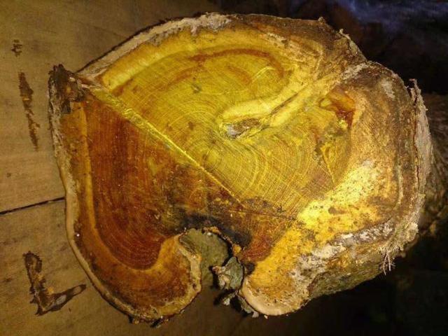 这树满身是刺,却称作"黄金木",古代用来做龙袍,如今快挖绝了