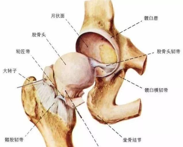 开髋没感觉?9个瑜伽体式帮你深度打开髋部!初学者必看!
