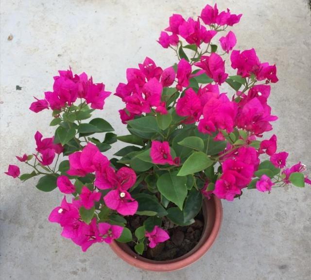 月季、三角梅開花量大，給它用上5種“有機(jī)肥”，開花多花色艷