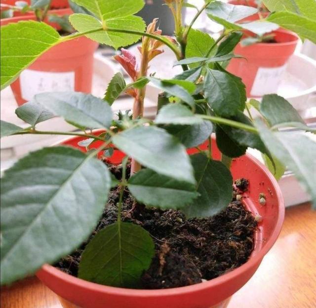 月季、三角梅開花量大，給它用上5種“有機(jī)肥”，開花多花色艷