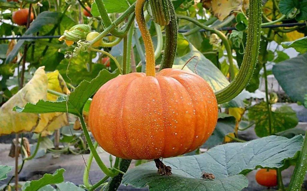 南瓜的藤蔓就像人的经络一样得有"秩序",该长在什么地方就需要长在