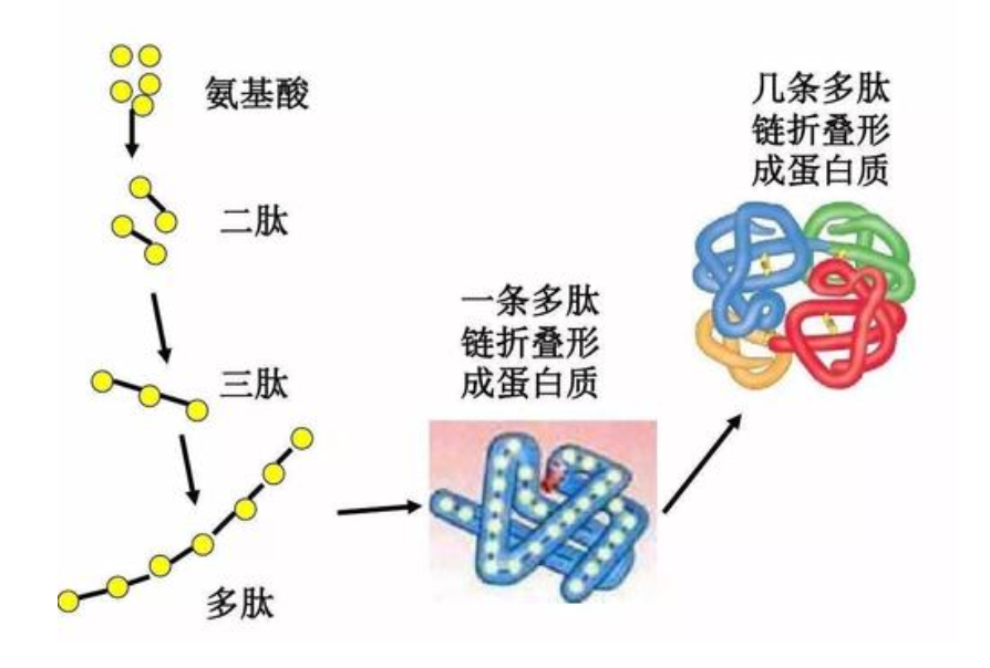 多个氨基酸组成寡肽:由2至2o个氨基酸组成三肽:由三个氨基酸组成二肽