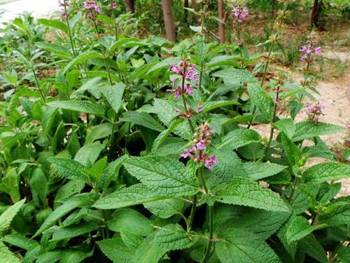 草石蚕儿时看着害怕长大后才知道是宝贝根茎腌着吃味道好