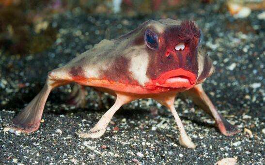 世界上最妖娆的鱼,拥有鲜艳的红唇,网友:丑出了新高度!