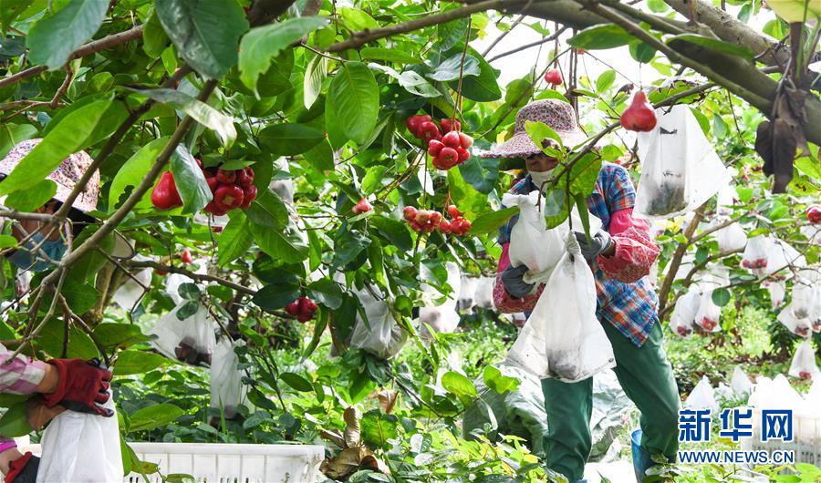 当地政府组织村民和志愿者前往基地帮忙采收,帮助莲雾种植基地实现